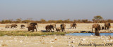 Herd of elephants at Rietfontein waterhole