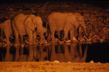 Night at Okaukuejo: elephants