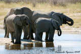 Aroe waterhole: elephants