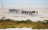 Okondeka waterhole at the edge of pan