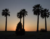 palms at sunset.jpg