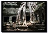 Trees at Ta Prom, Angkor, Cambodia.jpg