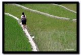 Walking on Thin Walls, Sapa, Vietnam.jpg