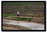 Terrice Rice Paddie Farming, Shan State, Myanmar.jpg