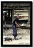 Pig Close Behind, Baan Hat Sa Phiue, Laos.jpg