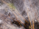 <B>Frozen Tableau </B> <BR><FONT SIZE=2>Yosemite National Park, February 2008</FONT>