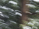 <B>Rushing</B> <BR><FONT SIZE=2>Yosemite National Park, February, 2008</FONT>