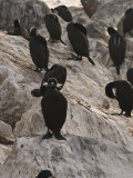Cormorant Monterey, California, March 2008
