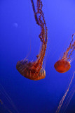 Jellies Monterey, California, March 2008