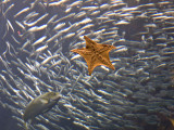 <B>The Star of the Show</B> <BR><FONT SIZE=2>Monterey, California, March 2008</FONT>