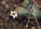 <B>Starlike </B> <BR><FONT SIZE=2>Death Valley, California, April 2008</FONT>