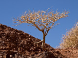 <B>Red</B> <BR><FONT SIZE=2>Death Valley, California, April 2008</FONT>