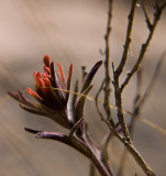 <B> Red Flower and Weed</B> <BR><FONT SIZE=2>Death Valley, California, April 2008</FONT>
