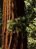 <B>Classic Redwood</B> <BR><FONT SIZE=2>Yosemite National Park, May 2008</FONT>