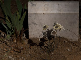 <B>Wilted Artificial Flowers</B> <BR><FONT SIZE=2>China Camp, California - May 2008</FONT>