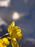 Spring Yellow Echo Lake, Lake Tahoe, California - May 2008