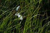 <B>Cotton Flower</B> <BR><FONT SIZE=2>Iceland - July 2009</FONT>