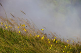 <B>Steaming Grasses</B> <BR><FONT SIZE=2>Deildartunguhver thermal area, Iceland - July 2009</FONT>