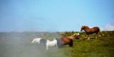 <B>Horses in the Steam</B> <BR><FONT SIZE=2>Iceland - July 2009</FONT>