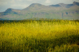 <B>Grass</B> <BR><FONT SIZE=2>Iceland - July 2009</FONT>