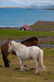 <B>Pairs</B> <BR><FONT SIZE=2>Iceland - July 2009</FONT>