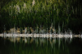 <B>Choir of Ghosts</B> <BR><FONT SIZE=2>Earthquake Lake, Monatana - May 2010</FONT>