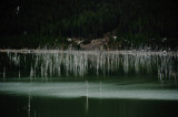 <B>Isolated</B> <BR><FONT SIZE=2>Earthquake Lake, Montana - May 2010</FONT>