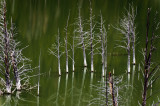 <B>Gathering</B> <BR><FONT SIZE=2>Earthquake Lake, Montana - May 2010</FONT>