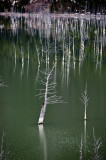 <B>Leader of the Pack</B> <BR><FONT SIZE=2>Earthquake Lake, Montana - May 2010</FONT>