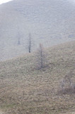 <B>Ghostly Trees</B> <BR><FONT SIZE=2>Idaho - May, 2010</FONT>