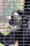 <B>Caged</B> <BR><FONT SIZE=2>Balboa Park and Zoo, San Diego, California - September 2010</FONT>