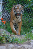 <B>Tiger 1</B> <BR><FONT SIZE=2>Balboa Park and Zoo, San Diego, California - September 2010</FONT>
