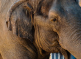 <B>Elephant</B> <BR><FONT SIZE=2>Balboa Park and Zoo, San Diego, California - September 2010</FONT>