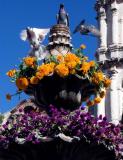 Pigeons Return to an Altar