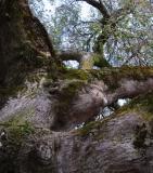 Oak