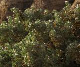 Desert Holly   - Death Valley, California