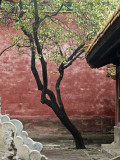 <B>Garden - Forbidden City</B> <BR><FONT SIZE=2>Beijing, China September 2007</FONT>