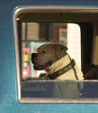 <B>His Masters Voice</B> <BR><FONT SIZE=2>Weaverville, CA, August, 2007</FONT>