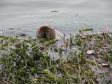 Ulsoor Lake