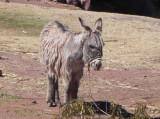 DSCN9038 Kopie.JPG