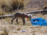 DSCN9064 Kopie.JPG