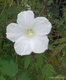 Hibiscus Albert Behnke