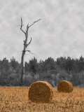 Dead tree in hayfield