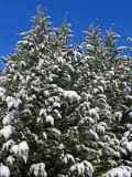 Snowy Cypress trees
