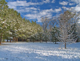 Piney field in winter