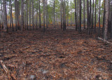 Burned area across the road from the pond