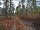 Path dividing the burned from the unburned