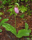 Pink Lady Slipper