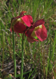 Purple pitcherplant in bloom 2
