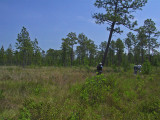 Green Swamp Savanna